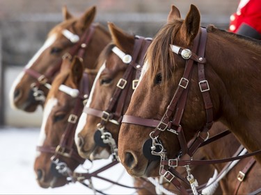 Horses with Lord Strathcona's Horse (Royal Canadians) stand before the funeral of Ronald D. Southern at Spruce Meadows in Calgary, Alta., on Thursday, Jan. 28, 2016. Ron Southern, a prominent philanthropist and businessman, is best known for start the Spruce Meadows show jumping facility 40 years ago and building ATCO into an international business powerhouse. Lyle Aspinall/Postmedia Network