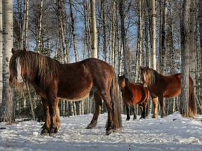 Stallion with his herd in the forest near the Wild Horses Society of Alberta facility west of Sundre, AB, on Thursday January 21, 2016.