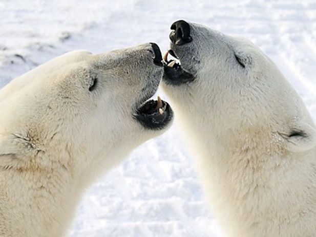 two polar bear faces