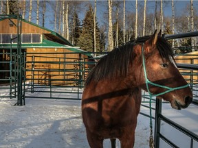 Buddy looks over at a a nearby herd of free-roaming feral horses at the Wild Horses Society of Alberta facility west of Sundre.