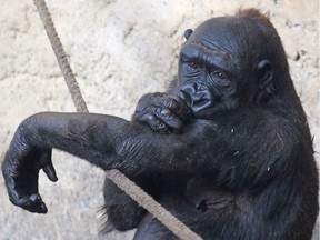 Kioja relaxes at the Calgary Zoo on Tuesday, Jan. 5, 2016. The zoo announced that the 14 year-old gorilla is expecting her first baby this March.