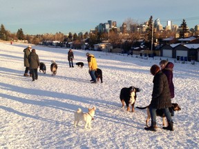 The West Hillhurst off-leash dog park attracts many in the community.