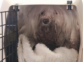 A Calgarian found a dog in distress locked in a crate in Bowness on Monday, February 22, 2016. The dog is now being treated at a Calgary vet clinic.