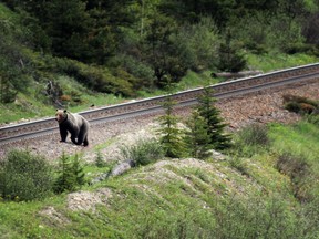 BANFF, ALBERTA.:  JULY 21, 2013 -- Bear 126, a male grizzly bear, walks along the train tracks in the Bow Valley Parkway of Banff national Park. For City story by Colette Derworiz (Leah Hennel/Calgary Herald)