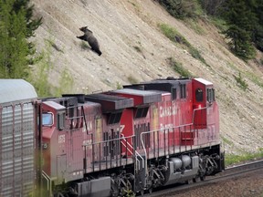 Grizzly bear No. 126, a male grizzly bear, bolts up a steep hillside at the last second as a train rushes by in the Bow Valley Parkway of Banff National Park in June 2013.