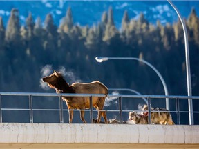 A pack of wolves follows an elk on a railway overpass near Banff.