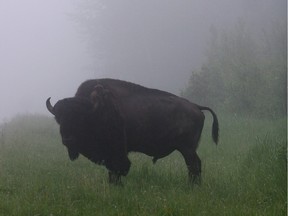 A plains bison forages through the early morning mist in Elk Island National Park, where the bison are being selected for Banff National Park.