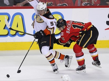 Anaheim Ducks David Perron skates the puck up the ice against Mikael Backlund of the Calgary Flames during NHL hockey in Calgary, Alta. on Monday February 15, 2016. Al Charest/Calgary Sun/Postmedia Network