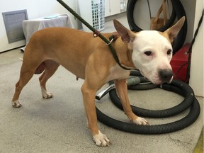 A brown and white female dog resembling a Basenji or Bull Terrier type was found on Feb. 8, 2016, at large in the area of Saint Kateri Tekakwitha school in the community of Abbeydale. The dog has multiple large masses on her hind end in need of surgical treatment.