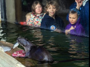 Young patrons watch an otter eat a meal in 2014.