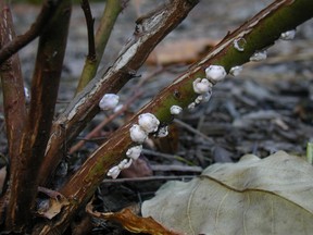 Oystershell scale on a bush.