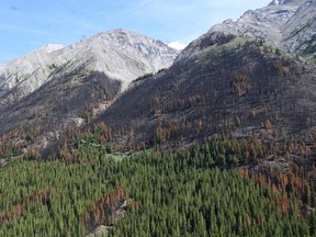 Charred pine trees and others with mountain pine beetle infestation mix together on the slopes of Mount Nestor in this file photo.