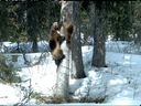 Remote camera image of a wolverine in Yoho National Park.
