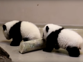 The giant panda cubs born at the Toronto Zoo take their first steps.