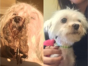 The Calgary Humane Society is investigating after a neglected dog was found by a Calgarian in a locked pet carrier in a Bowness back alley on Monday, February 22, 2016.