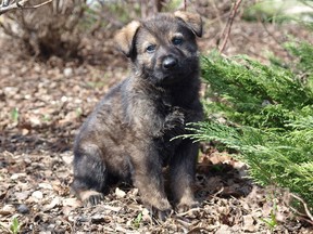 The RCMP are asking Canadian residents 14 years or younger to help name 13 German shepherd puppies, that will be born at the Police Dog Service Training Centre in Innisfail in 2016. This contest has been going on for several years and has helped name current working dogs like Felix (pictured).