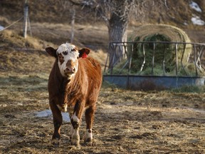 A cow on Tony Bruder's ranch near Twin Butte in southern Alberta.