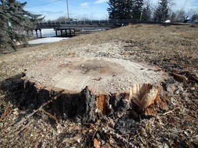 Stumps are all that remains of trees taken down by the City of Calgary for the Zoo Bridge expansion project, as seen in Inglewood adjacent to 11th Avenue SE Thursday, Feb. 11, 2016. (Ted Rhodes/Postmedia)