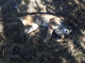 A cougar was found shot and abandoned on McLean Creek Road southwest of Bragg Creek on Feb. 15. Cochrane Fish and Wildlife are asking for the public's help.