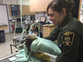 Alberta Fish and Wildlife officer Samantha Hillier handles a golden eagle taken to Medicine River Wildlife Centre for treatment after getting caught in a snare meant for wolves.