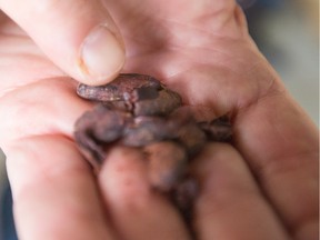 Brad Churchill shows cracked cocoa beans at his new Choklat factory in Calgary.