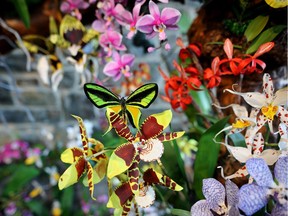 The Orchid Tree is on display at the Calgary Zoo for its Easter weekend.