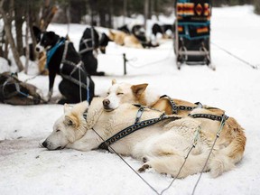 A couple of sled dogs rest before the mushing begins at Snowy Owl Sled Dog Tours in Canmore.