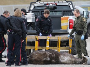 Fish and Wildlife officers with the help of Calgary police prepare to transport a moose after it was tranquilized by behind the Superstore in Shawnessy on Wednesday morning March 30, 2016. The moose was moved west of the city. Gavin Young/Postmedia