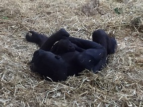 The Calgary Zoo posted this picture of the new gorilla baby and its mom on Twitter.