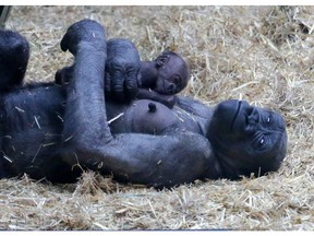 Mother gorilla Kioja, holds her baby at the Calgary Zoo in Calgary, Ab., on Tuesday, March 22, 2016.