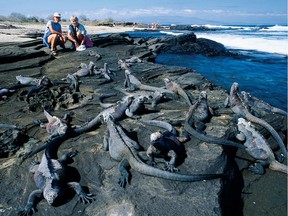 Mountain Sobek Travel guests with Marine iguanas.