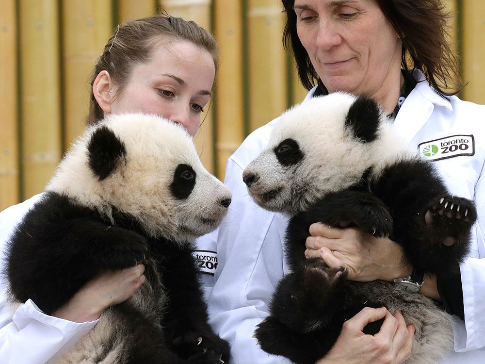 Taxpayers asked to help fund zoo exhibit for pandas, renovated ...