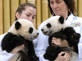 Toronto Zoo staff hold up the baby giant pandas are named on Monday, March 7, 2016.