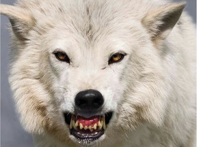 Quigly, an wolf raised and trained by Alberta's Andrew Simpson, in character as Ghost in Game of Thrones.