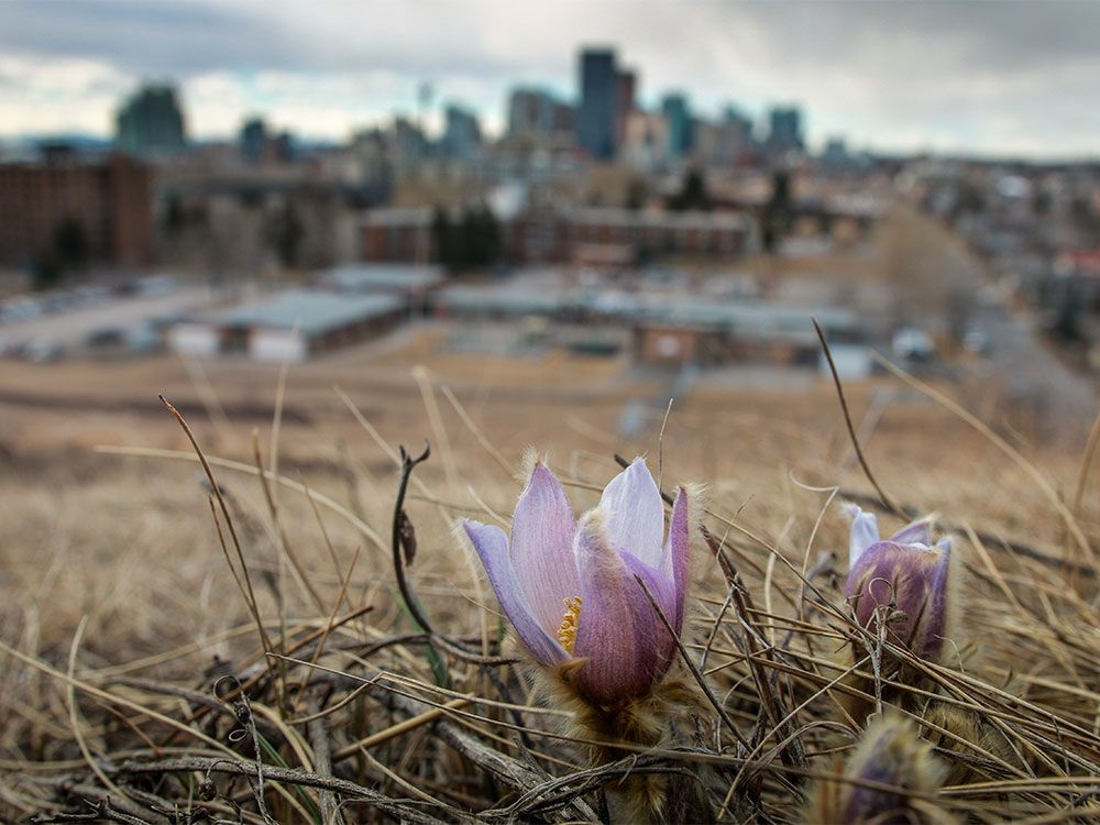 5 signs that spring is here Calgary Herald