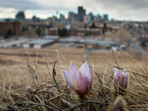 Crocuses - not true crocuses but the native members of the anemone family - blooming very early on Tom Campbell's Hill in Calgary on Monday, March 14, 2016.