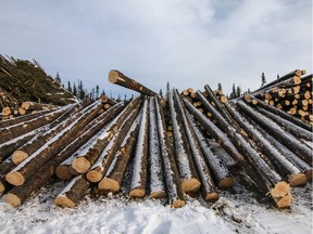 Logs stockpiled in an active logging area operated by Sundre Forest Products west of Rocky Mountain House, AB.