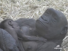 The Calgary Zoo posted this photo of Kioja with her newborn baby on Friday, March 11, 2016. This is the first gorilla born at the Zoo in eight years.