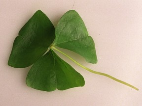 Toronto the Green! - All things Irish in the city. Shamrocks for St. Patrick's Day food spread.