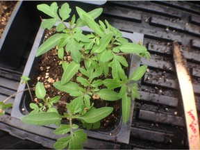 Young tomato seedlings are ready to transplant indoors when they have	their first set of true leaves. Credit: Donna Balzer