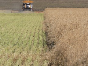 A combine harvests canola on land south of Eckville Alberta on Thursday October 15, 2015. (