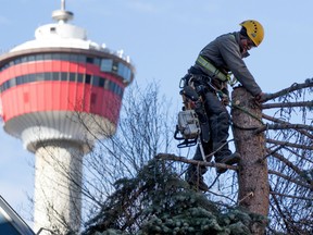 Worker with ArborCare Tree Service removes branches from a section of a spruce tree being removed from the front of the old City Hall on Sunday.