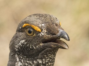 A grouse on the loose in Canmore provided Wednesday, April 27, 2016.