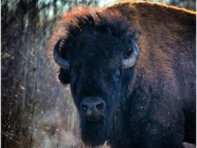 A Plains bison bull at Elk Island National Park, where the animals being reintroduced to Banff will be selected.