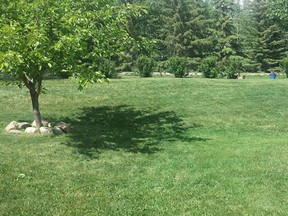 An after shot of an area dyed with green lawn dye, an alternative being brought to Calgary residents to deal with unsightly lawns.