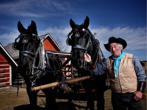 Ross Fritz with the Bar U Ranch National Historic Site's newest percheron horses Poca, left and Terra, named after pioneer George Pocaterra.
