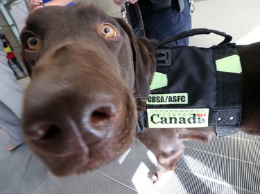 Canadian Border Services dog Kodiak uses his nose in the hunt for contraband on a work day but Saturday he was ready to charm visitors to Law Day at the Calgary Courts Centre, April 16, 2016.