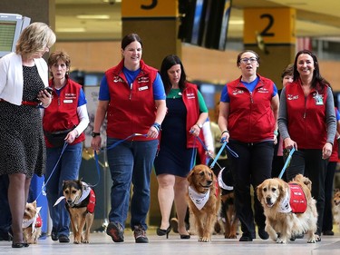 A group of dog owner volunteers and their four legged friends walk the concourse at Calgary Airport for the launch of new Pre-Board Pals program at Calgary Airport Monday April 11, 2016. The program is a collaboration between the Calgary Airport Authority and Pet Access League Society, bringing therapy dogs to the airport to reduce passenger stress by encouraging on on one interactions with the animals.