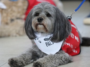 Molly, a Lhasa Poodle, takes in the excitement during the launch of new Pre-Board Pals program at Calgary Airport Monday April 11, 2016. The program is a collaboration between the Calgary Airport Authority and Pet Access League Society, bringing therapy dogs to the airport to reduce passenger stress by encouraging on on one interactions with the animals.