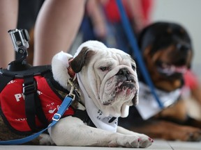 FILE PHOTO: Olive the English Bulldog looks resplendent alongside her owner Jennifer Killoran at the launch of new Pre-Board Pals program at Calgary Airport Monday April 11, 2016.